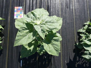 planttop