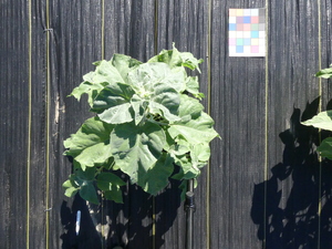 planttop
