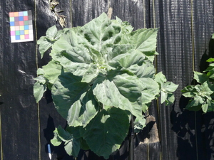 planttop