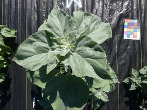 planttop