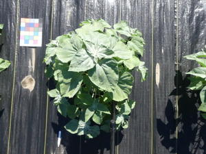 planttop