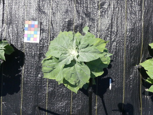 planttop
