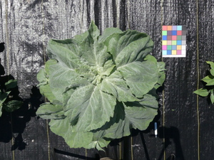 planttop