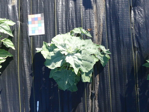 planttop