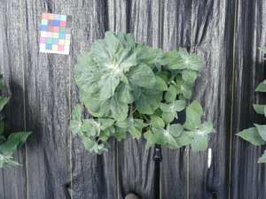 planttop