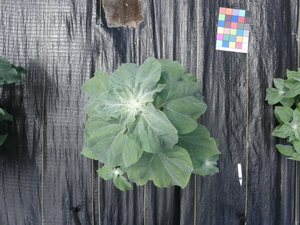 planttop