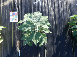 planttop