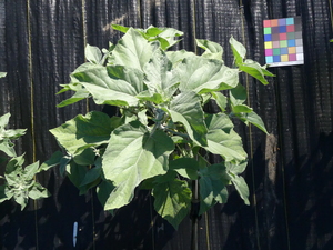planttop