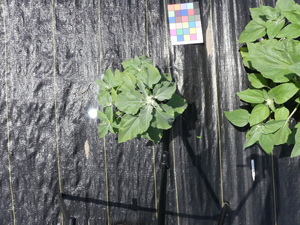 planttop