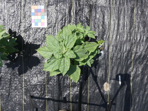 planttop