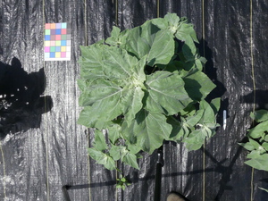 planttop