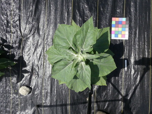 planttop