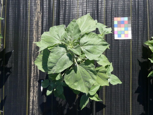 planttop