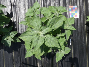 planttop