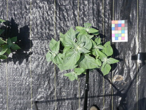 planttop