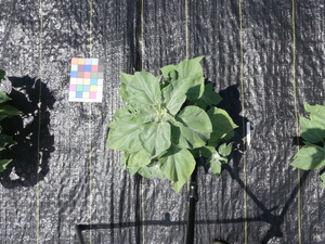 planttop