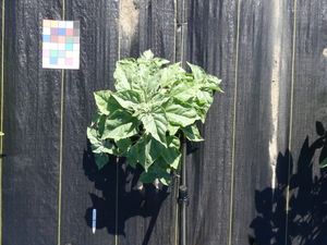 planttop