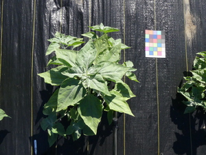 planttop