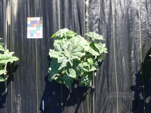 planttop