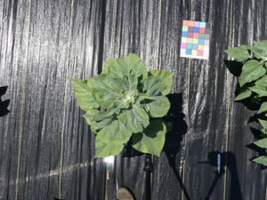 planttop
