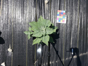 planttop