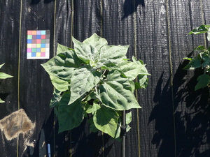 planttop
