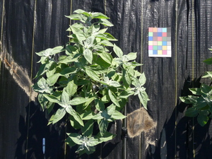 planttop