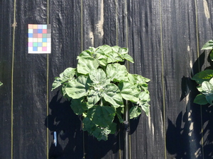 planttop