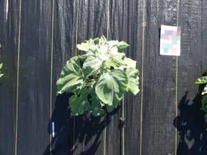 planttop