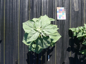 planttop
