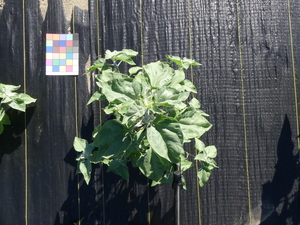 planttop