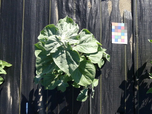 planttop