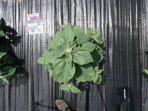 planttop