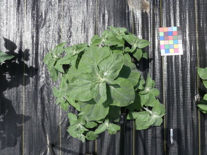 planttop