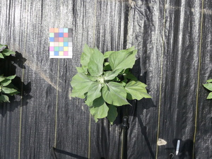 planttop