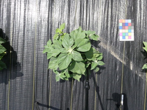 planttop