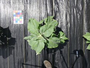 planttop