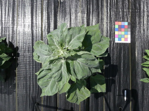 planttop