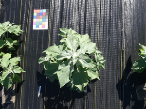 planttop