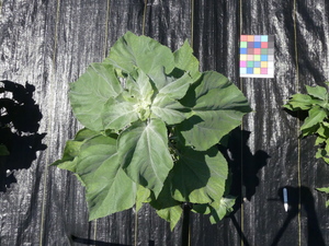 planttop