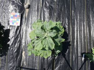 planttop