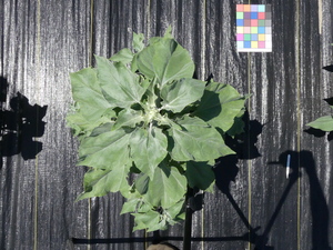 planttop