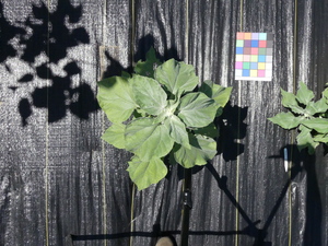 planttop