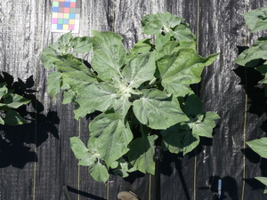 planttop