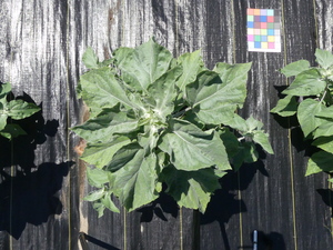 planttop