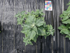 planttop