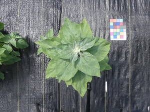 planttop