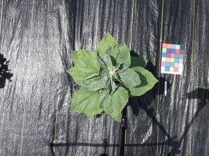 planttop