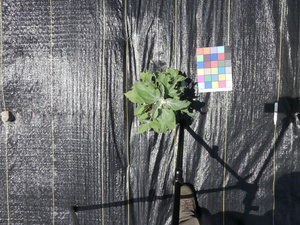 planttop