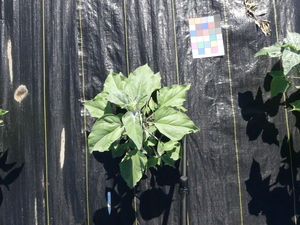 planttop